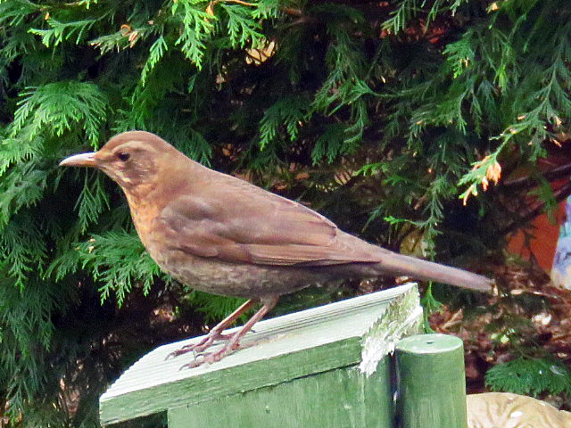 Blackbird female 31012016